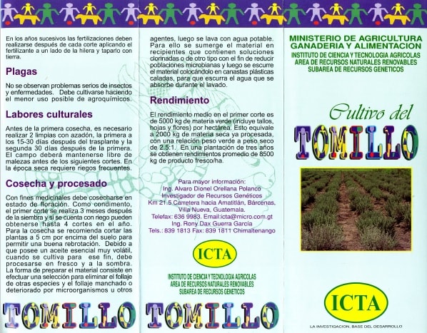 Cultivo de Tomillo (2002)